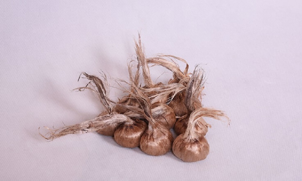فروش بذر زعفران در مشهد از قیمت زعفران بالاتر است